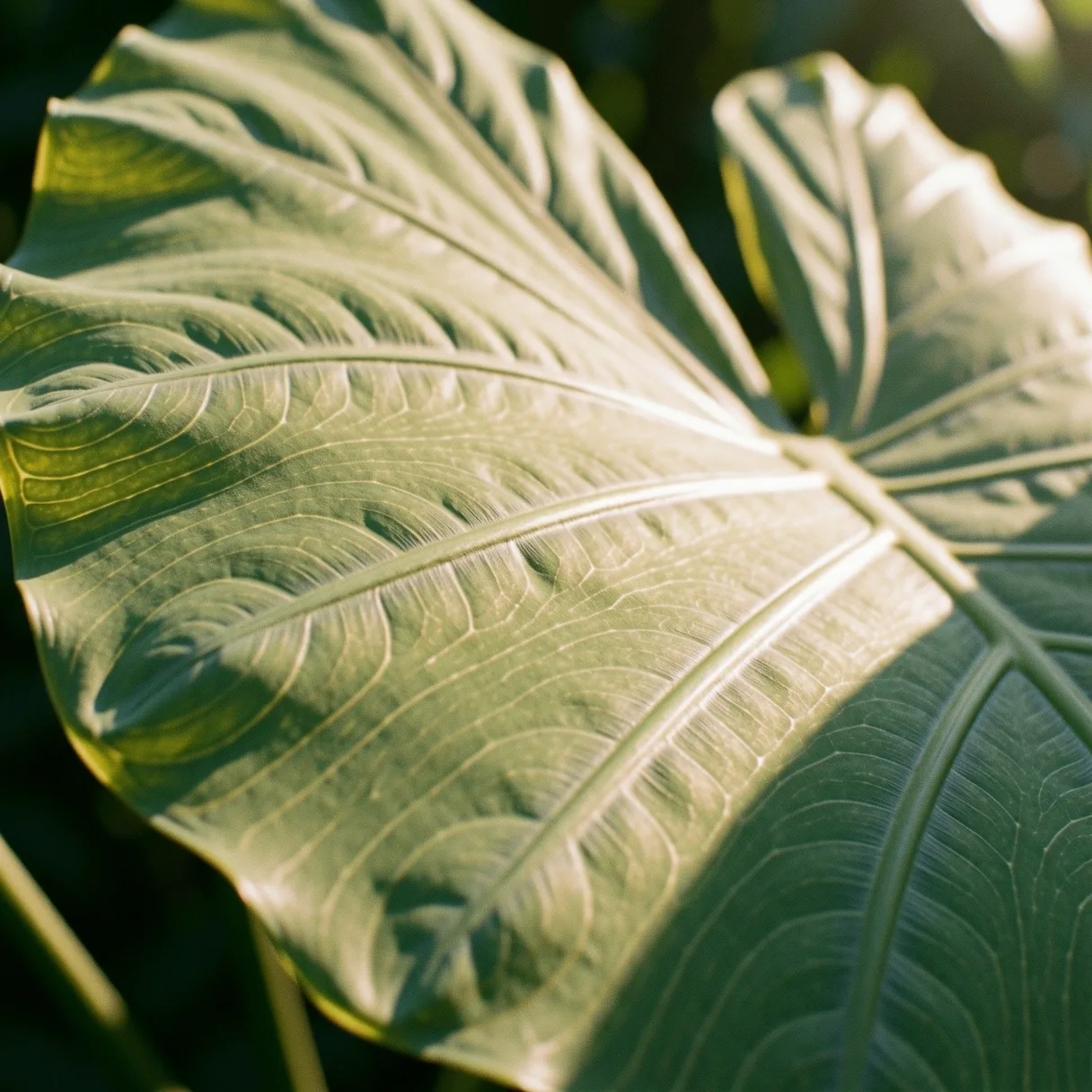 Botanical detail representing natural vitality